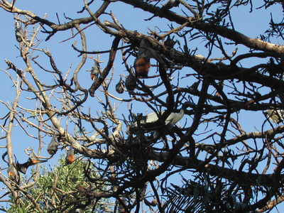 Des chauve-souris dans le Botanic Garden de Sydney -- Cliquez pour voir l'image en entier